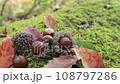 秋天的影像:橡實和落葉 秋天的影像:橡實和落葉 108797286