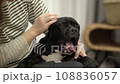 Housewife at home petting her beloved american bully dog. 108836057
