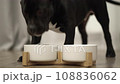 American bully eating granule from bowl at home. hungry dog eating. 108836062
