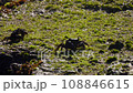 Crabs eating algae on stone 108846615