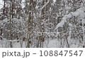 Snow in a beautiful winter forest. Panoramic video. 108847547