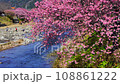 （静岡県）河津町・河津桜まつり　風に揺れる満開の河津桜 108861222