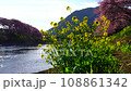 （静岡県）河津町・河津桜まつり　風に揺れる菜の花と河津桜 108861342