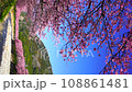 （静岡県）河津町・河津桜まつり　風に揺れる満開の河津桜（縦位置） 108861481