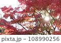 紅葉のモミジ（pan・木漏れ日・秋イメージ）の動画素材