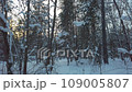 Video of a beautiful winter forest and sunset 109005807