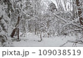 Walking through a beautiful winter forest. Fresh snow and trees. 109038519
