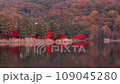 黃昏時分的蓼科湖，秋葉盛開 109045280