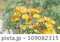 吸蜜蝴蝶 Kitateha 和秋天的花朵 109082315