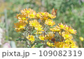 蝴蝶飛來吸花蜜和秋花 109082319
