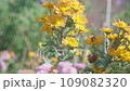 蝴蝶飛來吸花蜜和秋花 109082320
