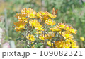 蝴蝶飛來吸花蜜和秋花 109082321