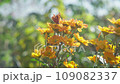 吸蜜蝴蝶 Kitateha 和秋天的花朵 109082337