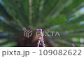 紫色的花朵和蘇鐵樹傾斜視訊素材 109082622