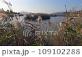 Waterfowl visiting area in Shimane 109102288