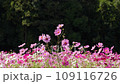 Cosmos field on Hazu River 109116726