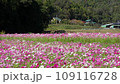 Cosmos field on Hazu River 109116728