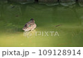 small duck swimming 109128914