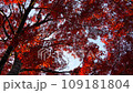 秋葉天空 109181804