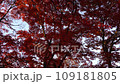 秋葉步行 109181805