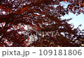 秋季樹葉公園 109181806
