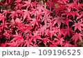 里山の紅葉 109196525