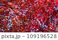 里山の紅葉 109196528