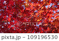 里山の紅葉 109196530