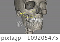 The zygomatic nerve is a branch of the maxillary nerve It arises in the pterygopalatine fossa and enters the orbit through the inferior orbital fissure 109205475