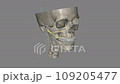 The zygomatic branch is the most important for eye closure and commissure elevation 109205477