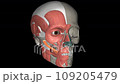 The zygomaticus major muscle is a muscle of the face 109205479