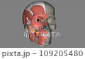 The zygomaticus major muscle is a muscle of the face 109205480
