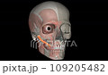 The zygomaticus major muscle is a muscle of the face 109205482