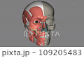 Zygomaticus minor is a thin paired facial muscle extending horizontally over the cheeks 109205483