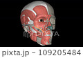 Zygomaticus minor is a thin paired facial muscle extending horizontally over the cheeks 109205484