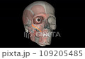 Zygomaticus minor is a thin paired facial muscle extending horizontally over the cheeks 109205485