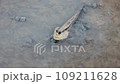 A mudskipper in the muddy bottom of the confluence of the river with the sea, Thailand 109211628