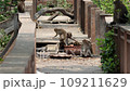A troop of macaques on an abandoned, demolished footbridge in the tropical nature, Thailand 109211629