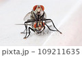Couple of flies is mating, close up, front view. 109211635