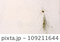 A spider Opilio parietinus crawls up a wall and dragging a clump of dust stuck to his leg 109211644