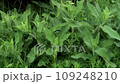 Medicinal herb sage. Sage leaves sway in the wind. A field with medicinal herbs. 109248210
