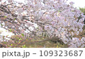櫻花樹櫻花 109323687