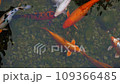 Fancy carps, koi in the pond 109366485