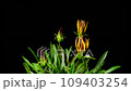 Gazania flower blooming time lapse 109403254