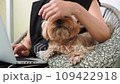 Mature Female Business Professional with Yorkshire Terrier Working on Laptop 109422918