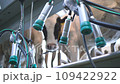 cows at an automated milking station. Farm. close-up 109422922
