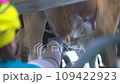 cows at an automated milking station. Farm 109422923