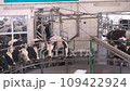 Robotic Cow Milking. Dairy farm. Progressive dairy farm. milking machine 109422924