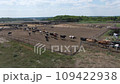 The cows go to the barn. Dairy farm. View from the air 109422938