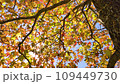 風に揺れる秋のモミジバフウと木漏れ日の動画素材 [109449730]